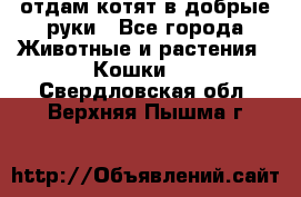 отдам котят в добрые руки - Все города Животные и растения » Кошки   . Свердловская обл.,Верхняя Пышма г.